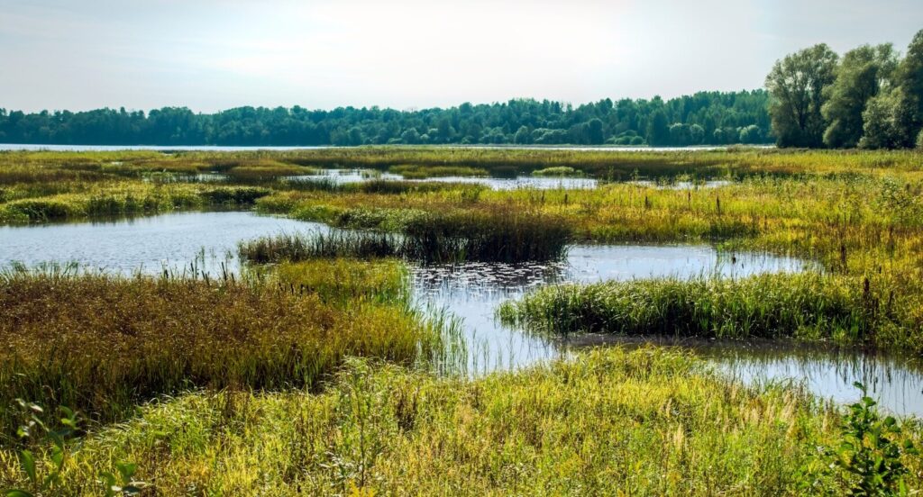 Natural Capital, Ecological Economics, Climate Resilience, Carbon Sequestration, EnTrade Platform, Cornwall Council, Nature-Based Solutions,