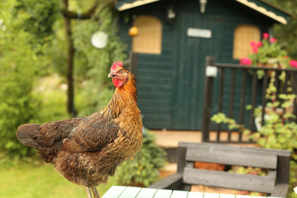 agriculture, animal, chicken-1866565.jpg