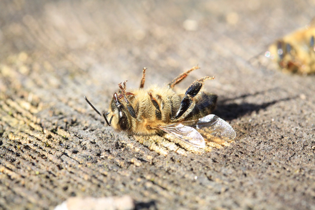 bee, dead, pesticide-3415321.jpg