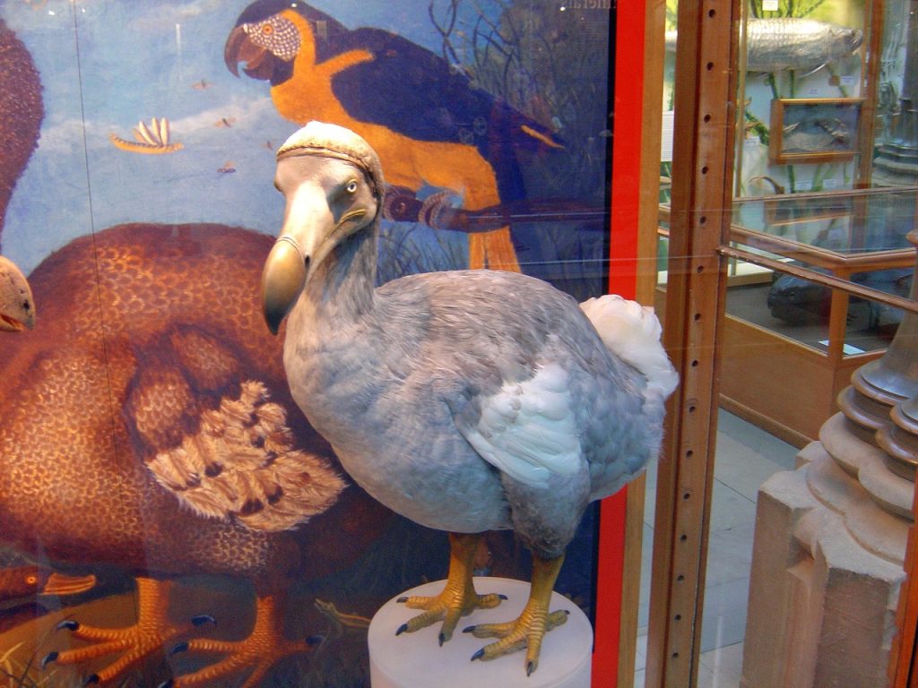 dodo, bird, extinct-259248.jpg