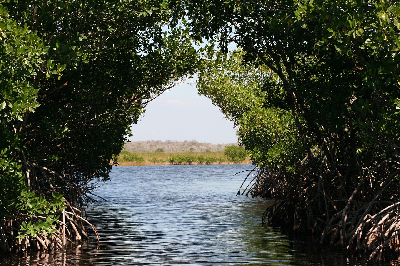 everglades, mangroves, swamps-73423.jpg