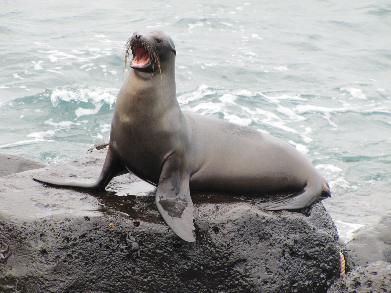 sea lion, galapagos, galapagos sea lion-1646863.jpg