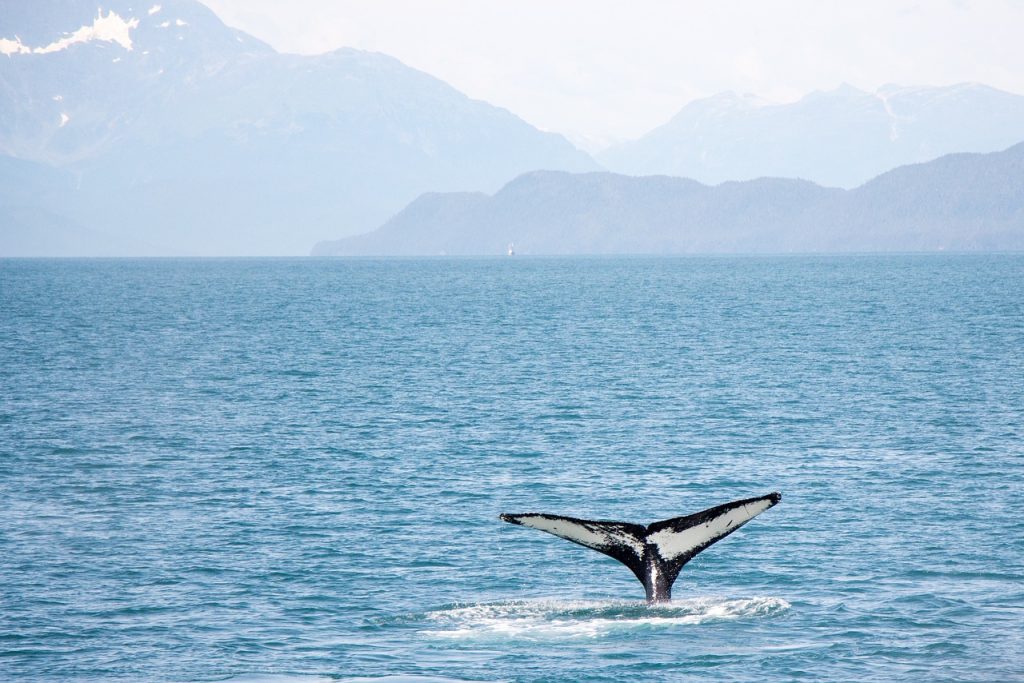 whale, ocean, water-4424846.jpg