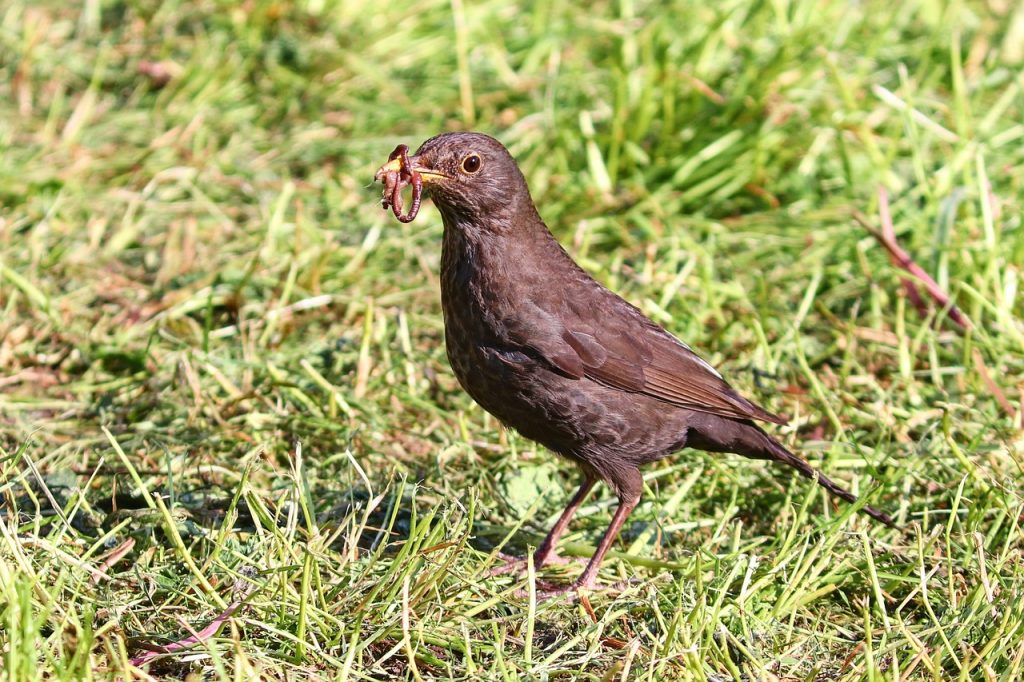 blackbird, earthworm, beak-4249934.jpg