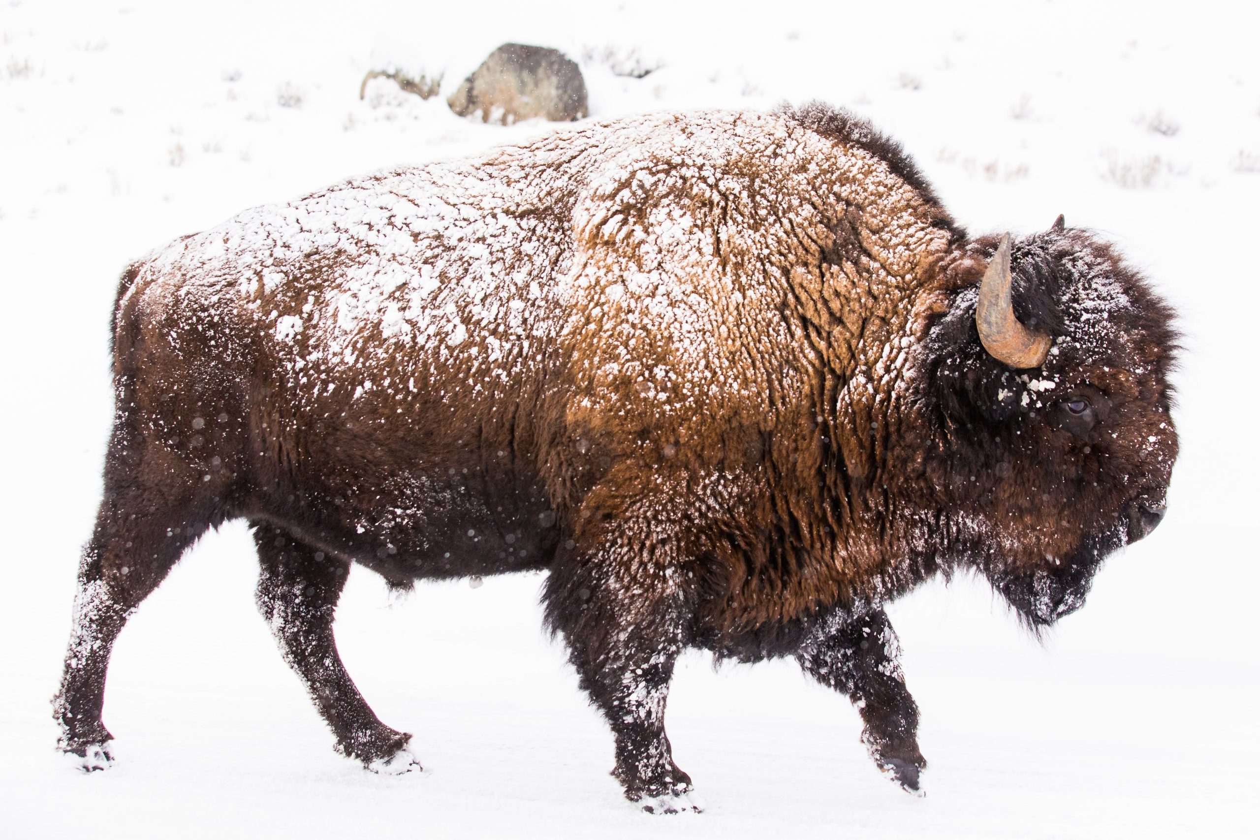 bison biden tribal