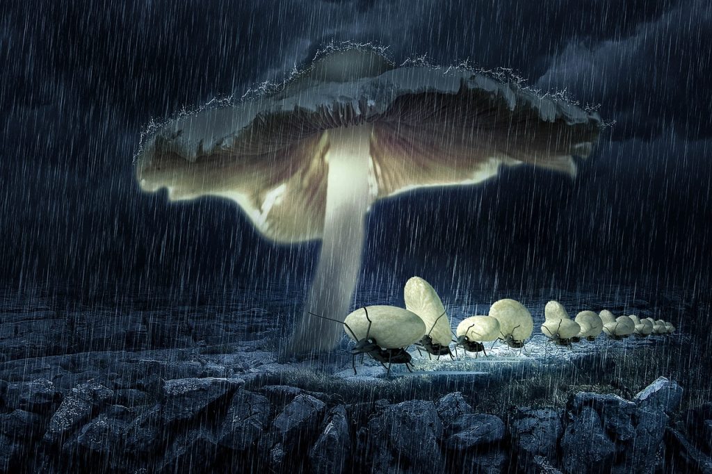 fantasy, mushroom, ants-4777297.jpg