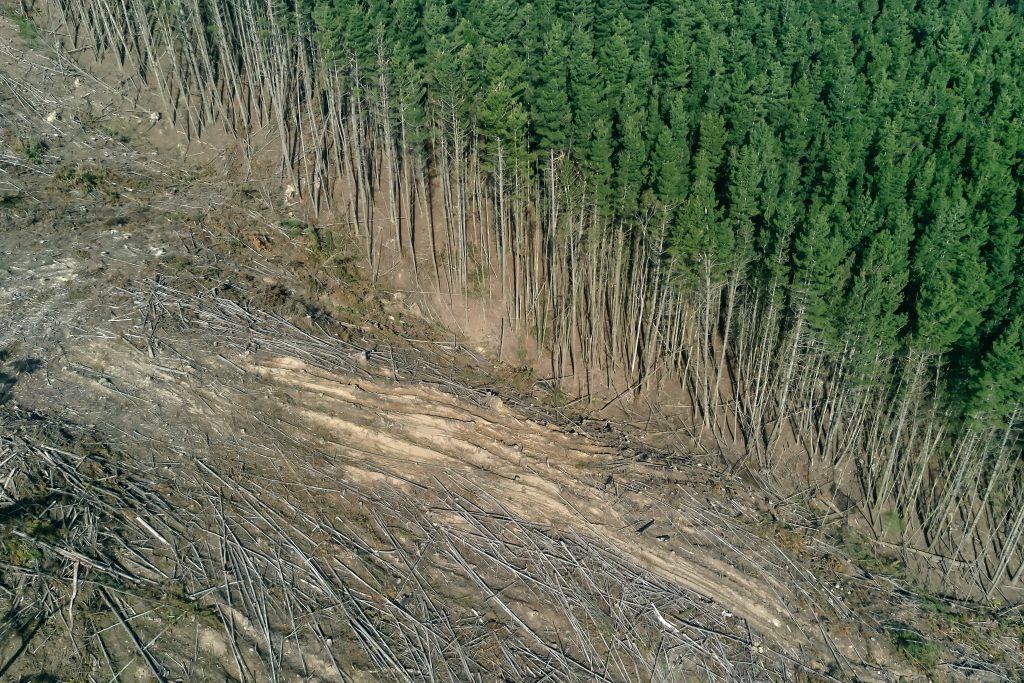 deforestation low rain