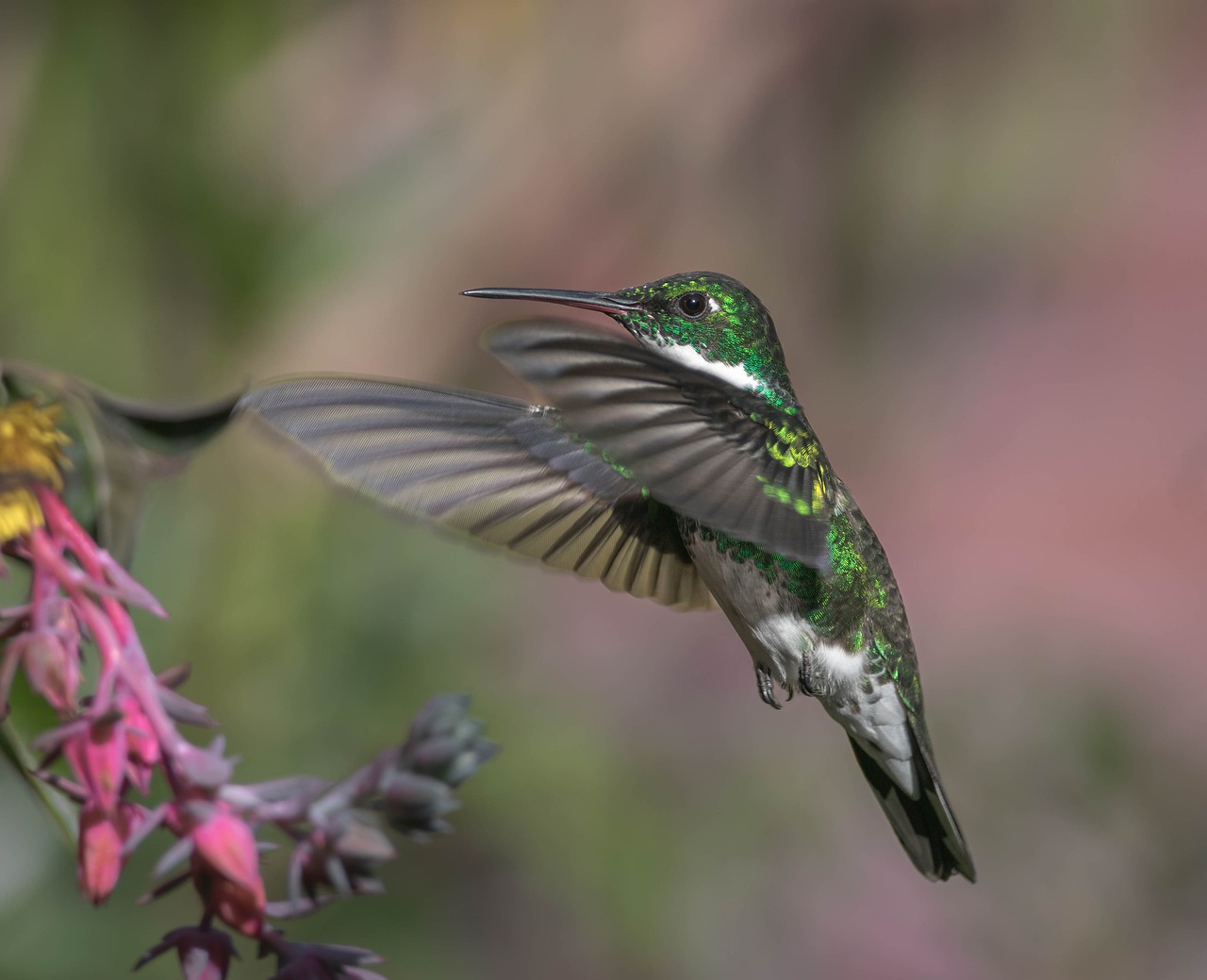 hummingbird, leucochloris albicollis, white throated hummingbird-7817550.jpg