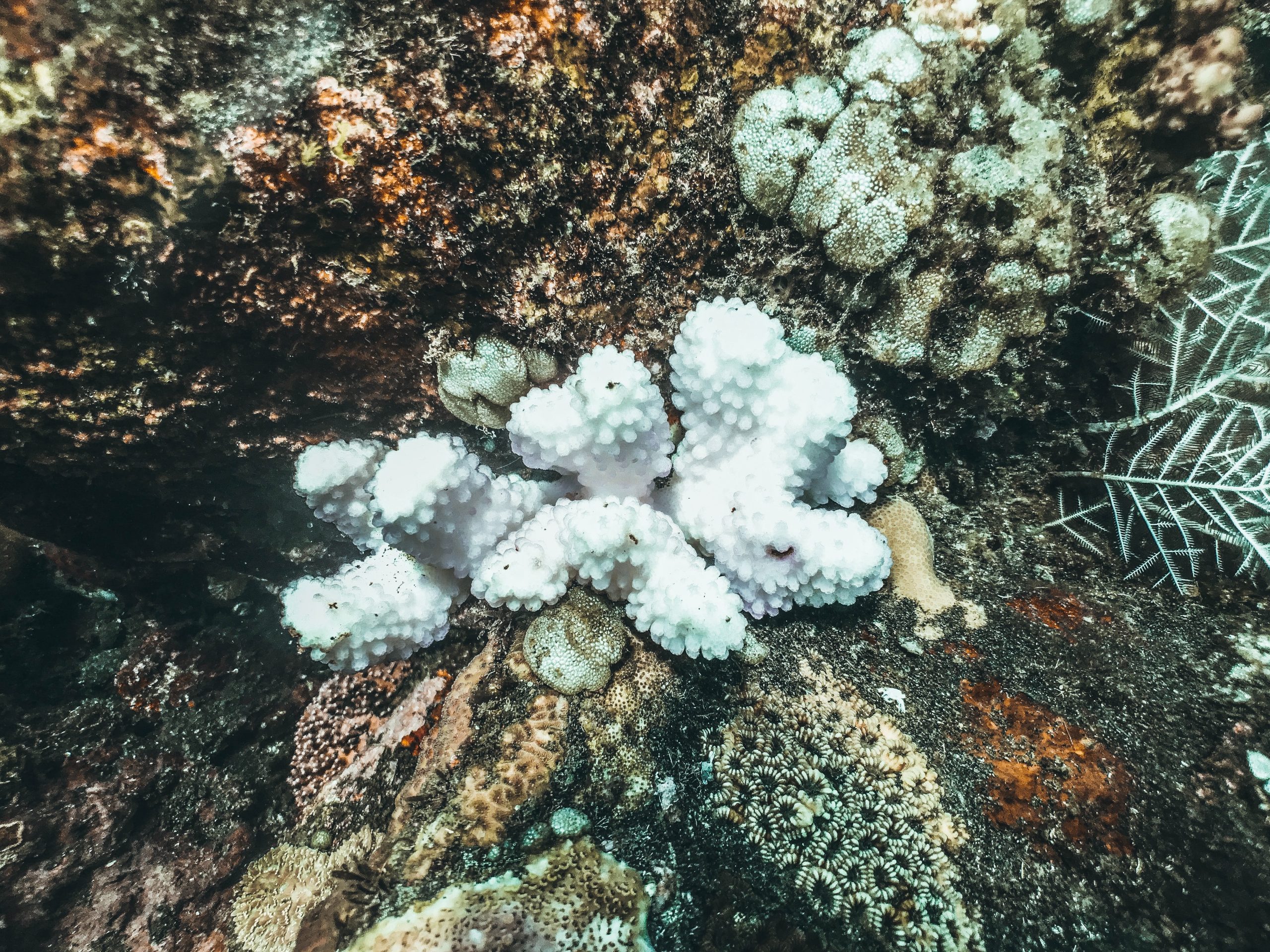 el nino coral bleaching