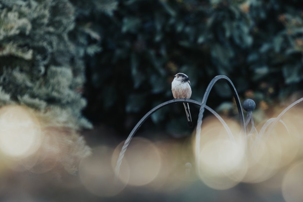 UK bird populations, bird population decline, bird conservation, habitat loss, climate change, pollution, invasive species, sustainable practices, government policies, ecosystem, biodiversity, red kite, peregrine falcon, greenhouse gas emissions, pesticide use, hunting, fishing, UK economy, bird watching, outdoor activities, What is the UK's most common bird, What birds are from the UK, What is a very rare bird in the UK, How many UK birds are there, uk birds list, uk birds of prey, rspb bird identifier, common british birds, british garden birds, most common garden birds uk, rare garden birds uk,