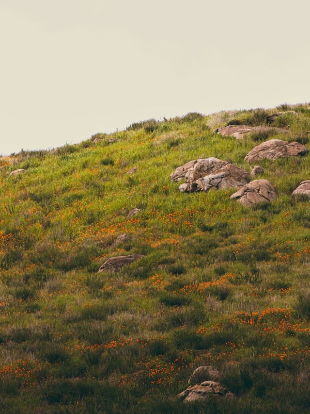 and why is it significant, biodiversity, California, climate change, desert sunflowers, economic benefits, Ecotourism, How can visitors practice responsible tourism during the superbloom, How can we help preserve and protect California’s superbloom for future generations to enjoy, How does climate change impact the timing and intensity of the superbloom, How does the superbloom enhance pollination, How does the superbloom support biodiversity, invasive species, lupines, pollination, poppies, responsible tourism, soil health, superbloom, What are some invasive species that pose a threat to the superbloom, What are the benefits of the superbloom for soil health, What are the challenges facing California’s superbloom, What are the economic benefits of the superbloom for local communities, What is California’s superbloom, What kinds of wildflowers can be seen during the superbloom, wildflowers, Wildlife,