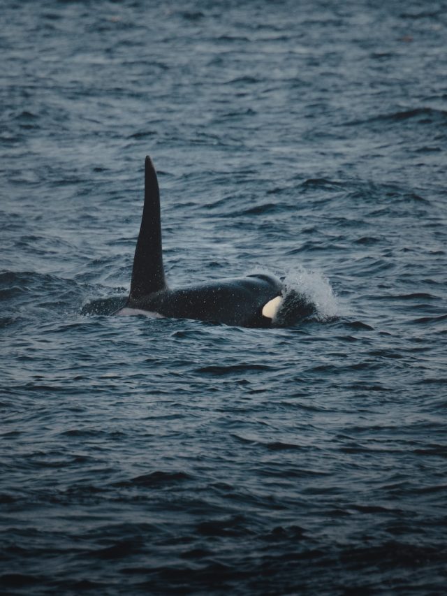 apex predators, boat attacks, environmental factors, fishing practices, human impact, hunting behavior, killer whales, marine mammals, Orcas, puzzling behavior, social behavior, Southern Europe, territorial behavior,