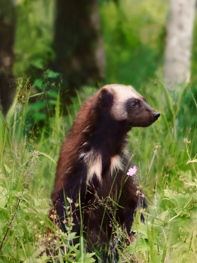 Wolverine, California, CDFW, sightings, Yosemite National Park, species conservation, Endangered Species Act, ecosystem health, threatened species, wildlife diversity, habitat protection, wolverine animal, California wolverine sighting,