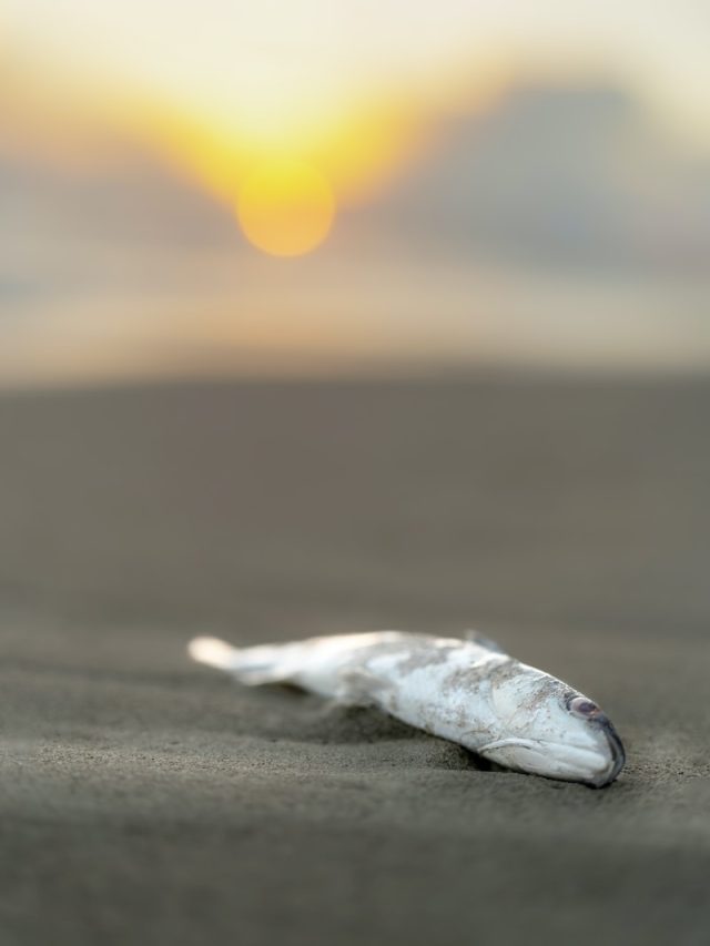 fish kill, Gulf coast of Texas, dead fish, low oxygen levels, dissolved oxygen, climate change, aquatic ecosystems, Gulf menhaden, marine life, nutrient pulse, ecosystem health, environmental impact, sustainable future, Texas parks and wildlife, photosynthesis, dead fish texas gulf coast,