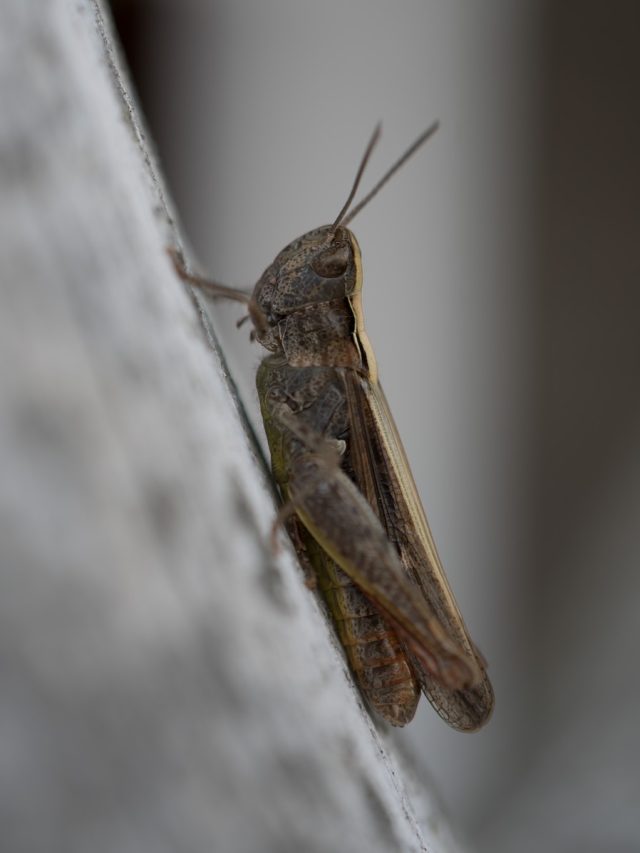 Mormon crickets, cannibalistic crickets, insect infestations, Nevada, climate change, agriculture, pest control, ecological impact, flightless katydid, crop damage, road safety, mormon crickets elko nevada,