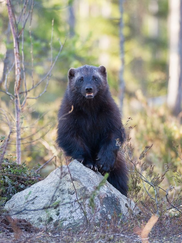 Wolverines, American West, wildlife conservation, endangered species, US Fish and Wildlife Service, federal protections, climate crisis, backcountry recreation, Montana, Idaho, Washington, Wyoming, Colorado, California, mustelid family, big game populations, environmental efforts, human intervention, wildlife protection,