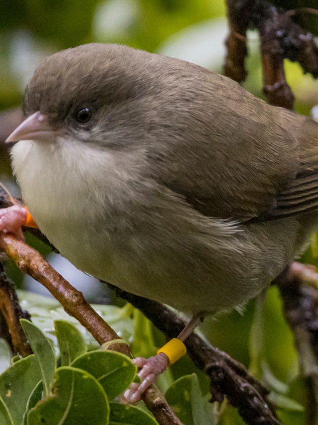 akikiki, Hawaiian bird, endangered species, extinction, wildfires, climate change, invasive species, mosquitoes, avian malaria, conservation efforts, habitat preservation, genetic research, funding, Hawaii, Hawaiian honeycreeper, native species, biodiversity, wildlife conservation, ecological balance, environmental impact, conservation centers, ecosystem restoration, species recovery, wildlife protection,