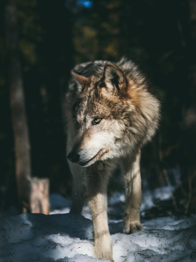 Protecting grey wolves in California, Grey wolf conservation, California wolf management, Grey wolf recovery, Endangered species protection, Wildlife conservation, Wolf population management, Wolf habitat preservation, Wolf conservation strategies, Wolf reintroduction, Species conservation, Predator protection, Wildlife management, California wolf conservation plans, Grey wolf monitoring, Wolf-human conflict mitigation, Wolf conservation legislation, Public awareness campaigns, Wolf research and monitoring, Wildlife corridors, Ecological balance, Ecosystem management, Wildlife protection laws, Stakeholder engagement, Wolf advocacy, Conservation organizations, Scientific research on grey wolves, Human-wildlife coexistence, Wildlife reintroduction programs, Habitat restoration, Predation impacts, Conservation education, Public policy for wolf conservation, Wildlife regulations, Wolf tracking and monitoring techniques, Community-based conservation, Conservation partnerships, Wildlife habitat connectivity, Conservation funding, Conservation grants, Wolf recovery programs, Wolf conservation success stories, Wolf pack dynamics, Wolf behavior studies, Ecotourism and wolf conservation, Conservation volunteer opportunities, Wolf conservation action plans,