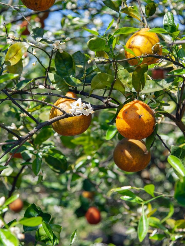 climate change, global warming, agriculture, citrus industry, orange crop, citrus diseases, citrus greening, huanglongbing, agriculture impacts, food security, climate adaptation, climate resilience, agricultural pests, citrus pests, crop diseases, crop loss, Florida agriculture, orange juice, citrus production, weather patterns, extreme weather events, temperature fluctuations, rainfall patterns, pest management, disease control, agricultural practices, sustainable farming, crop protection, crop yield, citrus varieties, plant health, agricultural research, climate models, environmental factors, greenhouse gas emissions, carbon footprint, land use, water management, pesticide use, genetic modification, crop rotation, soil health, pest resistance, ecosystem services, biodiversity loss, economic impacts, supply chain, consumer demand, food prices, food industry, policy interventions, government regulations, conservation efforts, sustainability initiatives, alternative crops, crop diversification, technological advancements, precision agriculture, data-driven farming, irrigation systems, weather forecasting, early warning systems, disease surveillance, research funding,