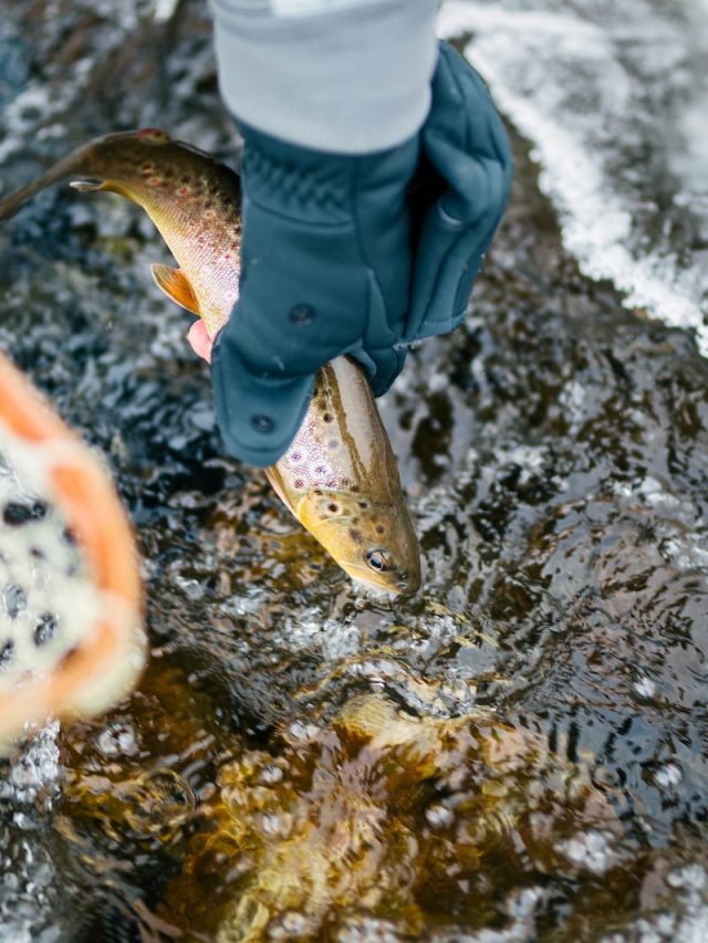 Montana, trout collapse, fish population decline, environmental impact, climate change, habitat degradation, fishing industry, conservation efforts, river ecosystems, aquatic biodiversity, angling, fly fishing, fisheries management, water pollution, invasive species, overfishing, ecosystem balance, trout species, sport fishing, Montana's rivers, declining fish populations, watershed management, environmental conservation, sustainable fishing practices,