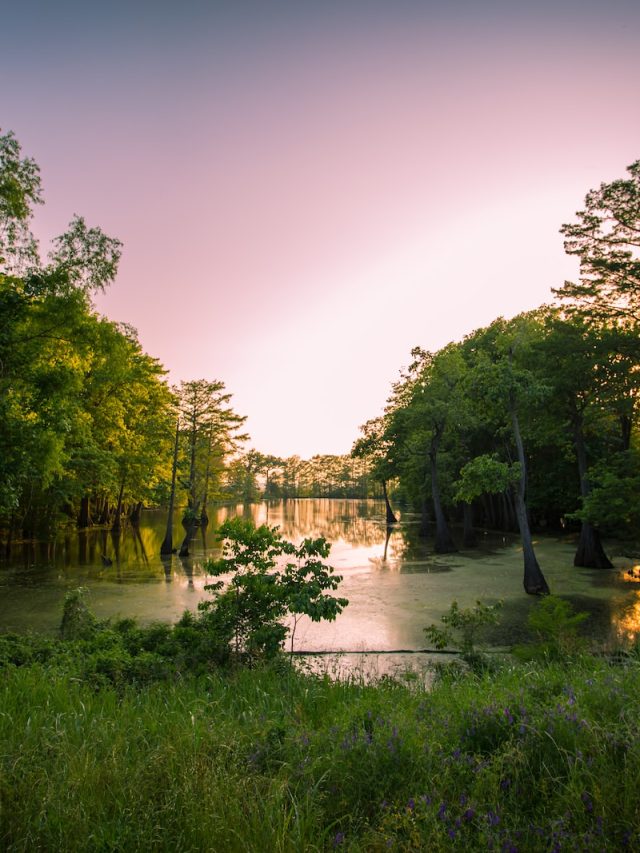 Mississippi River Delta, climate change, coastal erosion, sea-level rise, land subsidence, delta ecosystems, coastal resilience, coastal protection, coastal management, environmental conservation, water resources, climate impacts, climate vulnerability, coastal flooding, coastal restoration, coastal infrastructure, delta ecology, coastal ecosystems, wetland loss, saltwater intrusion, coastal erosion control, sedimentation, river-ocean interaction, climate adaptation, climate mitigation, climate science, climate projections, climate modeling, coastal policy, coastal regulations, water governance, environmental awareness, environmental education, public engagement, stakeholder involvement, community resilience, climate justice, environmental justice, sustainable practices, ecosystem health, ecological impacts, community impacts, coastal restoration efforts, conservation initiatives, delta management, wetland preservation, coastal research, coastal data, coastal monitoring, coastal modeling, delta challenges, delta impacts, delta restoration, delta conservation,