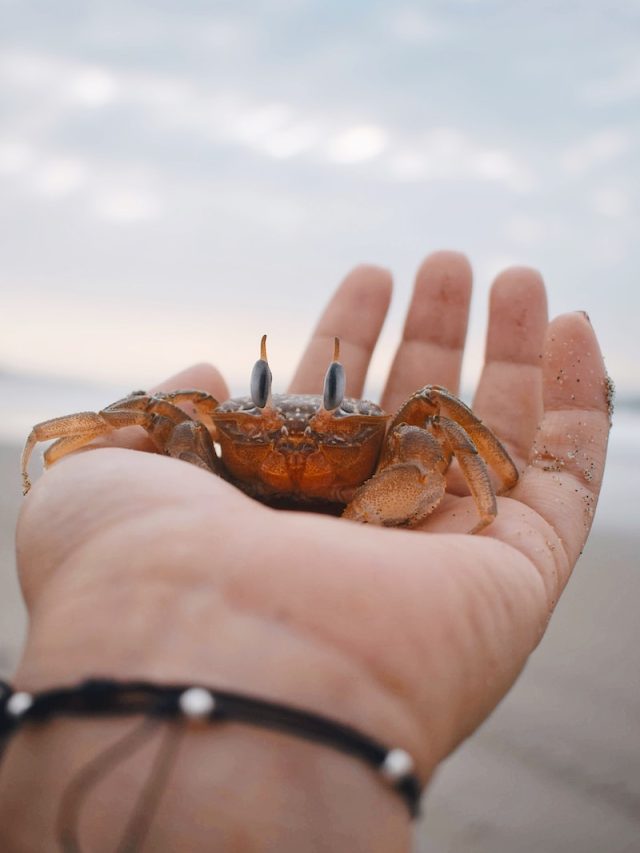 snow crabs, Bering Sea, marine heatwave, population decline, climate change, warming seas, ecological imbalance, food scarcity, conservation efforts, biodiversity threats, marine ecosystem, climate change impacts, sustainable fishing practices, greenhouse gas emissions, marine ecology, marine conservation, marine biodiversity, climate change mitigation, ecosystem resilience, snow crab habitat, marine food web, ecological disruptions, marine species, marine heatwave effects, marine conservation strategies, climate change adaptation, environmental conservation,