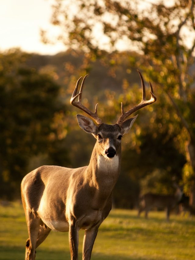 Deer, Iowa, epizootic hemorrhagic disease, EHD outbreak, wildlife disease, deer population, infectious disease, deer mortality, wildlife conservation, wildlife management, wildlife health, animal health, wildlife epidemics, viral disease, vector-borne disease, deer population decline, wildlife impact, wildlife ecology, disease transmission, deer habitat, wildlife research, wildlife monitoring, wildlife surveillance, wildlife response, wildlife emergency, wildlife vaccination, wildlife rehabilitation, wildlife conservation efforts, wildlife policy, wildlife disease prevention, deer hunting, wildlife impact on ecosystems,