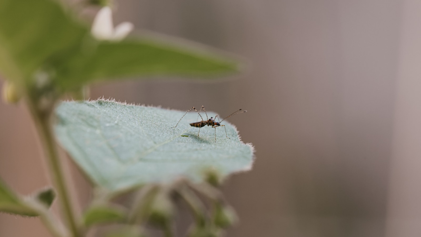 dengue fever, mosquito-borne disease, Aedes mosquitoes, Aedes aegypti, breakbone fever, dengue symptoms, dengue complications, dengue mortality rate, dengue transmission, dengue risk factors, dengue prevention, dengue control, dengue treatment, dengue vaccine, dengue in the United States, dengue in California, dengue worldwide, dengue cases, dengue outbreaks, dengue epidemiology, dengue surveillance, dengue prevention strategies, dengue control measures, dengue research, dengue awareness, dengue public health, dengue prevention programs, Aedes mosquito control, climate change and dengue, urbanization and dengue, mosquito-borne diseases, vector-borne diseases, mosquito control, mosquito-breeding sites, dengue complications, dengue prevention in high-risk areas, dengue vaccine development, dengue treatment options, dengue prevention guidelines, dengue prevention for travelers, dengue awareness campaigns, dengue impact on health systems, dengue transmission patterns, dengue surveillance and monitoring, dengue outbreaks management, dengue control strategies, dengue prevention policies, dengue research advancements, dengue public health interventions, dengue prevention in urban areas, dengue prevention in rural areas, dengue prevention in schools, dengue prevention in communities, dengue prevention in hospitals, dengue prevention in residential areas, dengue prevention in workplaces, dengue prevention in tourist destinations, dengue prevention during epidemics, dengue prevention for pregnant women, dengue prevention for children, dengue prevention for the elderly,