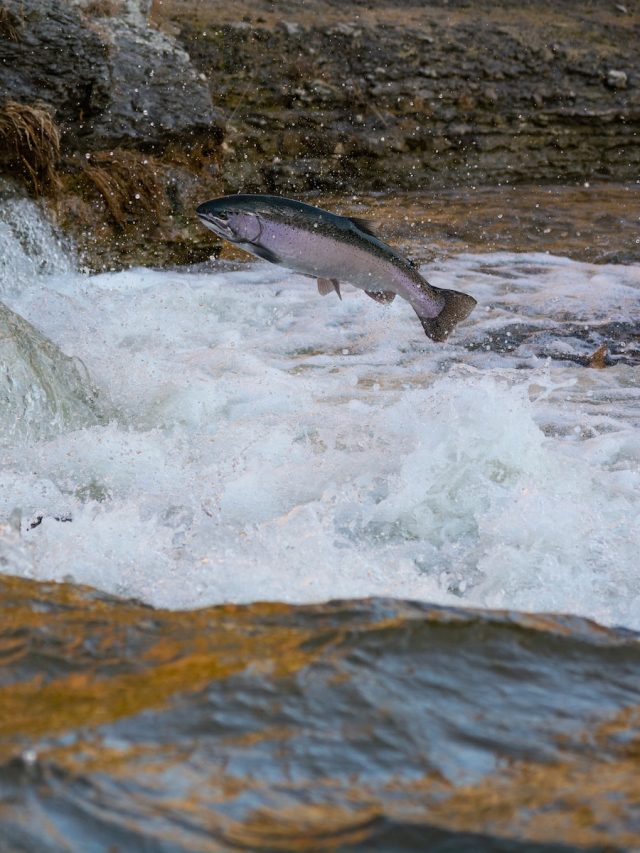 air-conditioning rivers, stream cooling, fish conservation, overheated waters, river temperature, stream temperature, climate change impacts, aquatic ecosystems, fish survival, thermal stress, heatwaves, cooling strategies, water temperature management, fish habitat, environmental conservation, ecosystem resilience, climate adaptation, freshwater ecosystems, wildlife conservation, sustainable fisheries, riverine species, stream ecosystems, fish mortality, fish migration, water temperature monitoring, thermal pollution, cooling technologies, cooling interventions, river restoration, stream restoration, fish populations, climate-induced stress, water resource management, climate resilience, ecological impacts, environmental research, conservation initiatives, fish conservation strategies, climate action, cooling solutions, freshwater conservation, water quality, hydrological systems, river health, stream health, climate science, climate mitigation, climate policy, environmental sustainability, aquatic biodiversity, heat stress response, fish behavior, temperature-sensitive species, river ecology, stream ecology, cooling efficiency, renewable energy, sustainable solutions, water conservation,