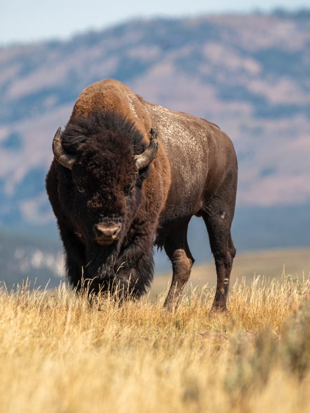 American bison, buffalo recovery, wildlife conservation, bison conservation, bison population, bison habitat, bison restoration, bison reintroduction, bison conservation efforts, bison conservation challenges, bison conservation strategies, bison conservation initiatives, bison conservation success, bison recovery progress, bison recovery efforts, bison recovery challenges, bison recovery strategies, bison recovery initiatives, bison population decline, bison population growth, bison conservation status, bison conservation organizations, bison conservation policies, bison conservation programs, bison conservation research, bison conservation funding, bison conservation management, bison conservation impact, bison conservation importance, bison conservation awareness, bison conservation education, bison conservation advocacy, bison conservation partnerships,