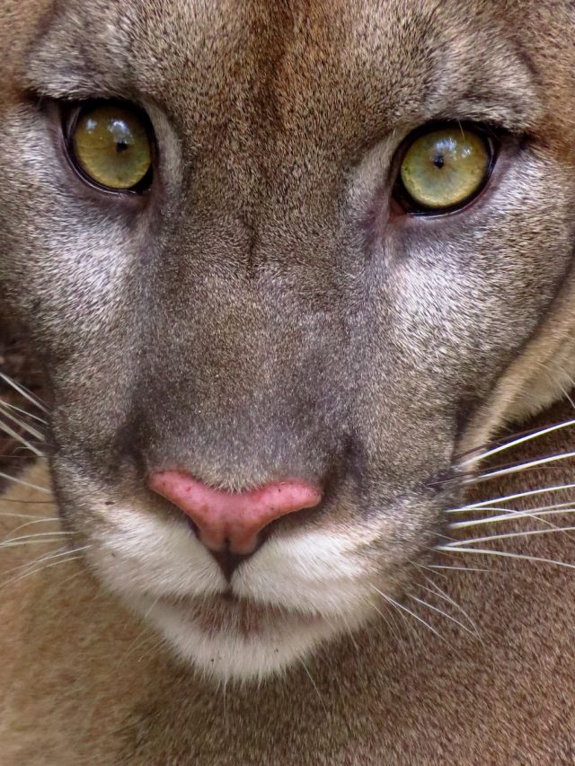 Florida panther, panther conservation, panther recovery, panther population, human-wildlife conflict, panther habitat, panther conservation efforts, panther resilience, panther transformation, Florida wildlife, panther history, panther-human relationship, panther-human conflict, panther conservation success, Native American tales, cultural significance, ecological recovery, panther ecology, panther conservation challenges, panther conservation initiatives, panther species, panther protection, panther conservation organizations, panther conservation research, panther conservation strategies,