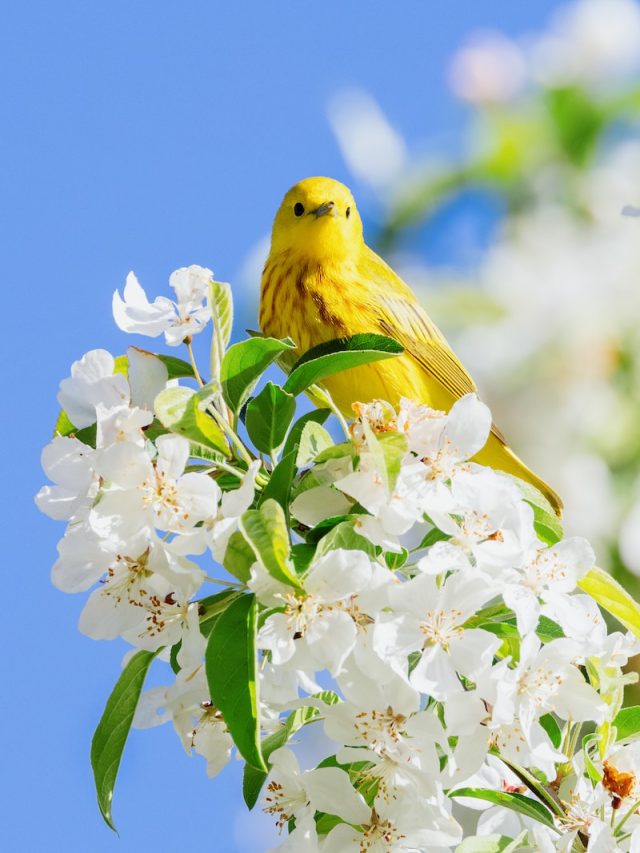 bird species renaming, American Ornithological Society, bird names, bird taxonomy, inclusive bird naming, ornithology, bird enthusiasts, bird conservation, bird identification, birdwatching, bird diversity, bird species diversity, scientific naming, scientific classification, avian taxonomy, bird naming process, renaming birds, inclusive language, diversity in ornithology, bird names history, bird species recognition, bird species conservation, bird species preservation, bird species awareness, bird species education, bird species research, bird species documentation, bird species cataloging, bird species database, bird species records, bird species naming guidelines, bird species naming criteria, bird species nomenclature, bird species common names, bird species scientific names,