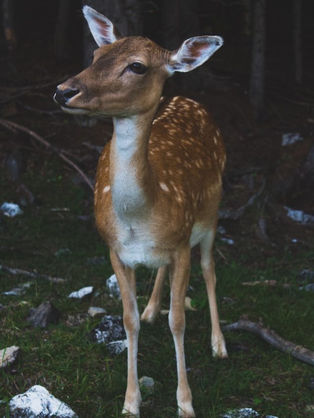 Zombie deer disease, chronic wasting disease, CWD, prion disease, deer population, wildlife disease, zoonotic disease, animal health, human health, infectious diseases, emerging diseases, wildlife management, deer hunting, wildlife conservation, zoonotic transmission, disease transmission, neurological disorders, wildlife surveillance, wildlife monitoring, prion research, prion transmission, prion detection, prion contamination, prion control, prion prevention, prion management, prion treatment, prion diagnosis, prion testing, prion eradication, prion control measures, prion public health, prion human risk, prion safety, prion precautions, prion awareness, prion education, prion symptoms, prion signs, prion effects, prion impact, prion prevention strategies, prion transmission prevention, prion public health guidelines, prion research studies, prion surveillance programs, prion disease in animals, prion disease in deer, prion disease in wildlife, prion disease in humans, prion disease risks, prion disease prevention, prion disease control, prion disease management, prion disease awareness, prion disease education, prion disease research, prion disease studies, prion disease transmission, prion disease symptoms, prion disease diagnosis, prion disease treatment, prion disease prevention strategies, prion disease public health, prion disease human risk, prion disease safety, prion disease precautions, prion disease awareness campaigns, prion disease public education, prion disease resources, prion disease guidelines, zombie deer disease humans,