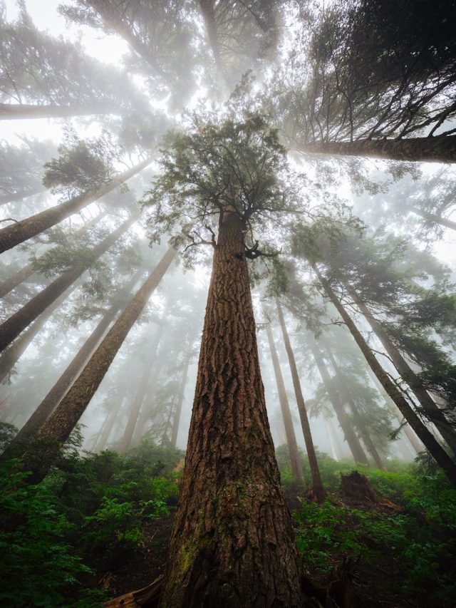 Reawakening Giants, California redwoods, redwood forests, forest restoration, forest conservation, forest biodiversity, carbon sequestration, climate change mitigation, Redwoods Rising, reforestation initiatives, forest recovery programs, forest conservation efforts, forest preservation, forest ecology, forest management, forest protection, forest carbon storage, forest ecosystem, forest restoration challenges, forest restoration successes, forest industry, bipartisan efforts, forest conservation policies, forest conservation legislation, forest conservation advocacy, forest conservation organizations, forest conservation research, forest conservation strategies, forest conservation partnerships, forest conservation projects, forest conservation funding, forest conservation practices, forest conservation awareness, forest conservation education, forest conservation campaigns, forest conservation initiatives, forest conservation ethics, forest conservation importance, forest conservation benefits, forest conservation impact, forest conservation future, forest conservation sustainability, forest conservation responsibility, forest conservation heritage, forest conservation legacy, forest conservation for future generations, forest conservation community, forest conservation engagement, forest conservation collaboration, forest conservation inspiration, forest conservation storytelling, forest conservation achievements, forest conservation challenges, forest conservation triumphs,