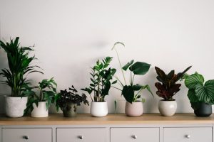 Lush indoor plants arranged on shelves and windowsills in a sunlit room