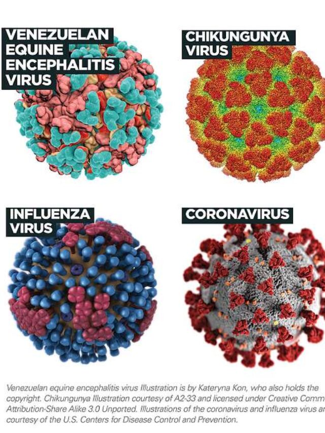 Flat‑style infographic showing the chikungunya virus transmitted by Aedes mosquitoes, with icons for fever, joint pain, rash, global spread map, and virus structure.