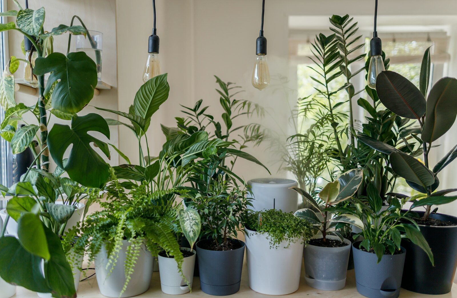 best house plants for air quality, indoor air pollution, sustainable home design, biophilic interiors, air purifying plants, healthy home tips