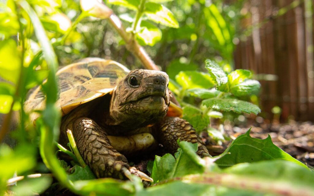 Salmonella Outbreak Linked to Illegal Pet Turtles: Public Health and Wildlife Trade Risks