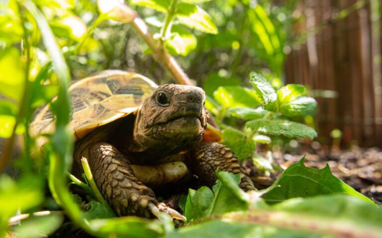 Salmonella Outbreak Linked to Illegal Pet Turtles: Public Health and Wildlife Trade Risks