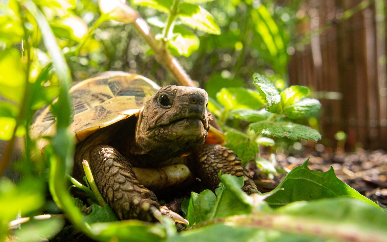 Salmonella Outbreak Linked to Illegal Pet Turtles: Public Health and Wildlife Trade Risks