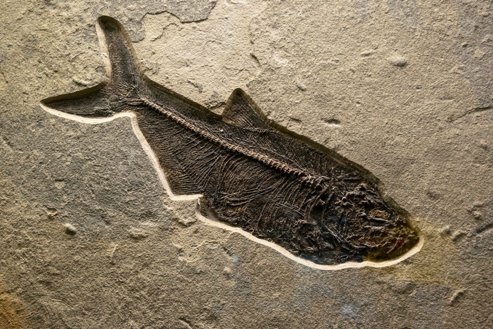 mosasaur, mosasaur fossil, prehistoric marine reptiles, paleontology discovery, marine reptile evolution, late cretaceous animals, fossil discoveries, dinosaur era oceans, ancient marine ecosystems, transitional fossils, vertebrate evolution, prehistoric predators, ocean predators history, fossil science, paleontology research,