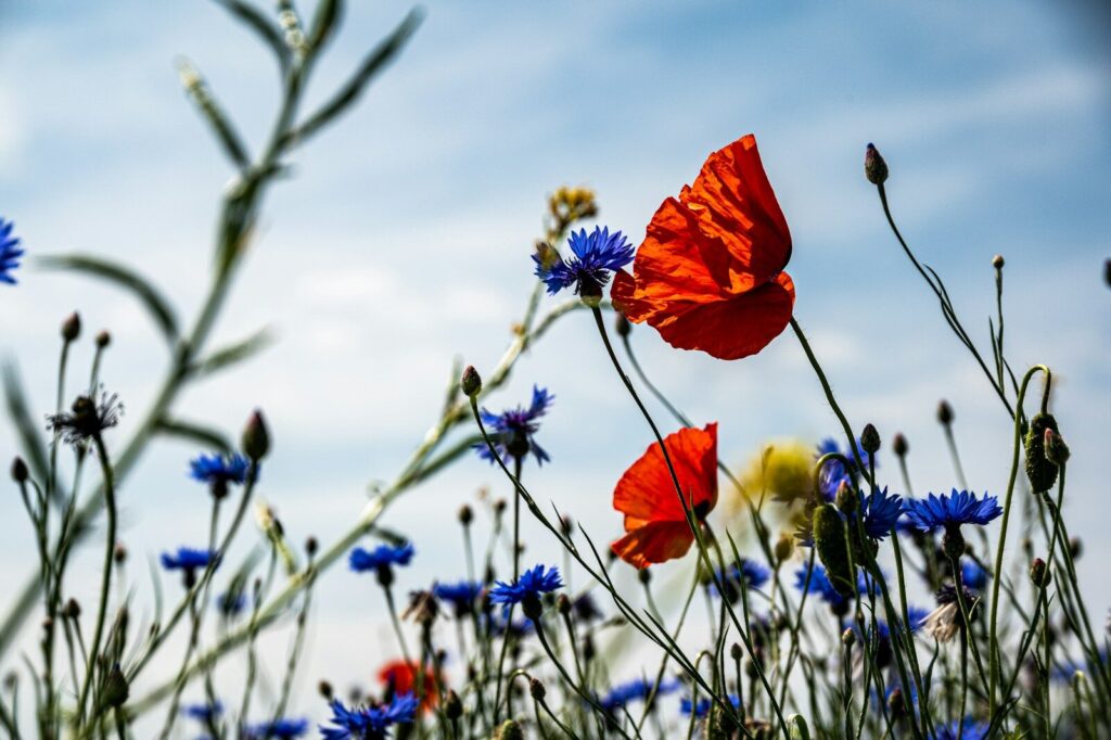 Copenhagen floating wildflower islands