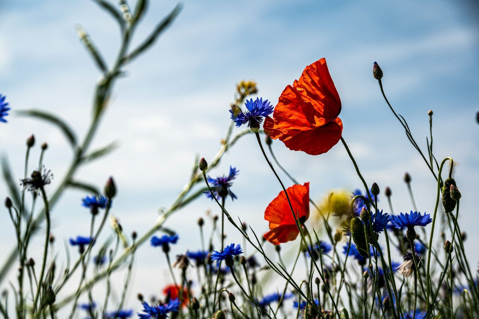 Copenhagen floating wildflower islands