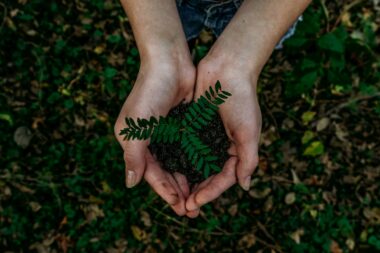 Hands holding young green seedlings in soil