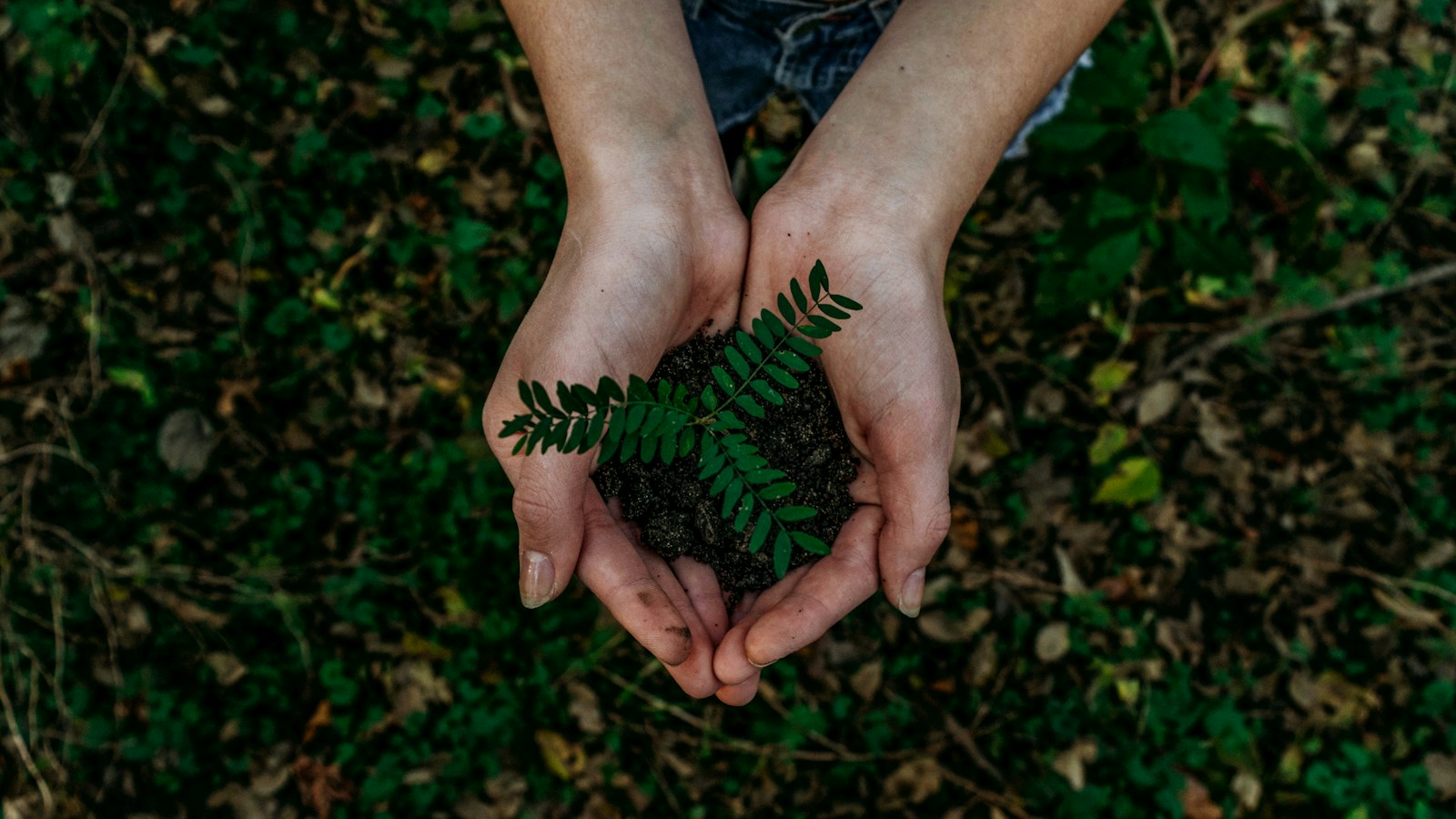 Hands holding young green seedlings in soil