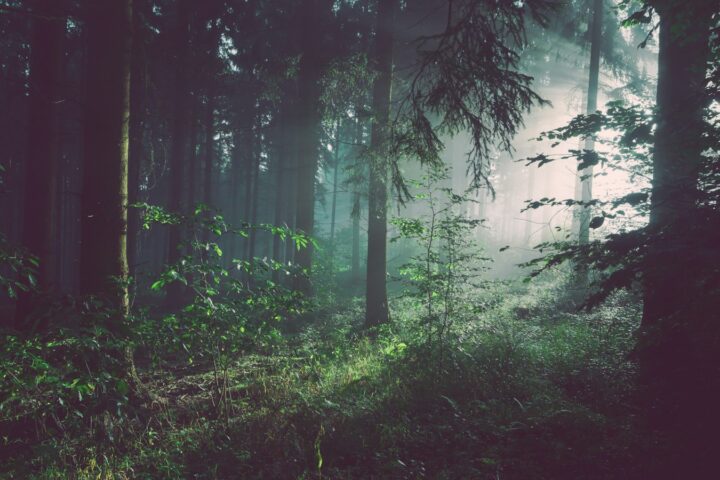 Sunlight filtering through a tall temperate forest canopy, the biomass measured in a forest carbon stock assessment