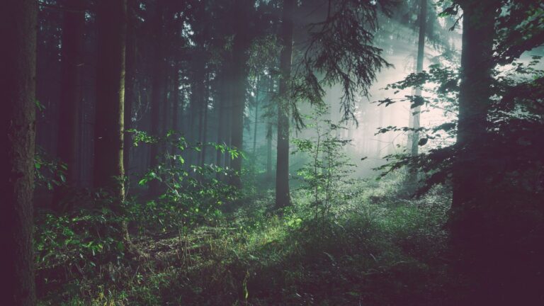 Sunlight filtering through a tall temperate forest canopy, the biomass measured in a forest carbon stock assessment