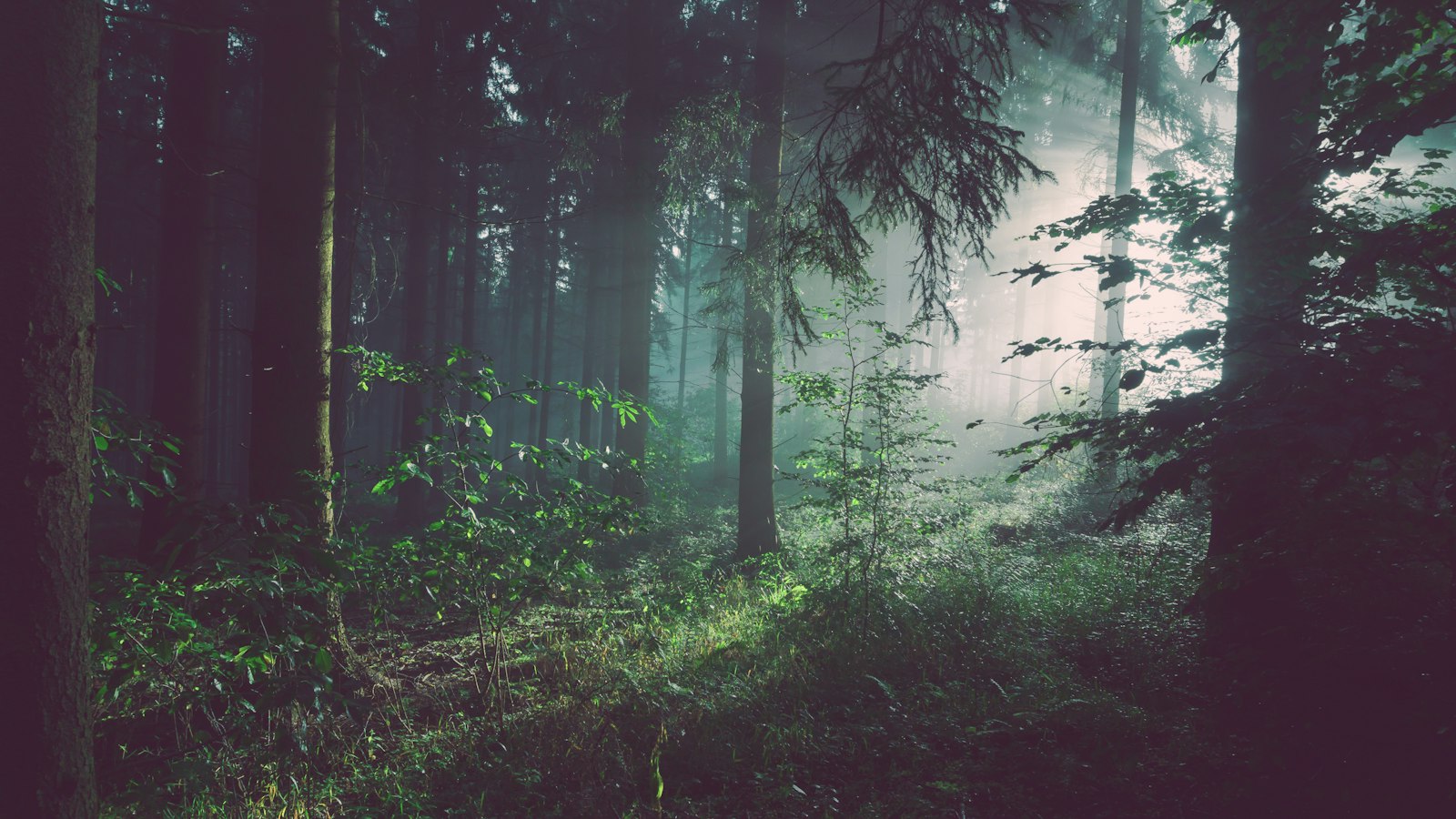 Sunlight filtering through a tall temperate forest canopy, the biomass measured in a forest carbon stock assessment