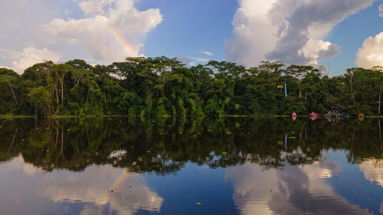 Dense tropical rainforest canopy reflected in a still river, the kind of standing forest the EUDR aims to protect